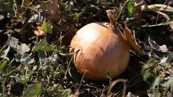 Труновский предприниматель высадил 60 га лука