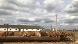 Нарастить производство ставропольского молока на 6% помогла господдержка