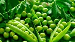 Аграрии Ставрополья собрали 9,3 млн тонн зерновых и бобовых культур