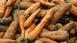 Урожай моркови на 290 га предстоит убрать сельхозпроизводителям Ставрополья