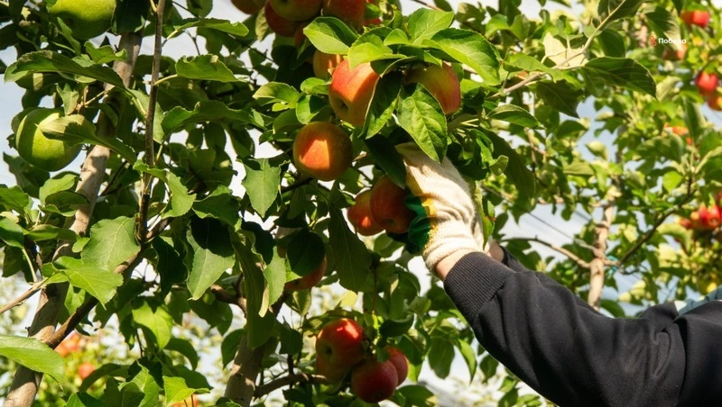 Предприятиям АПК на Ставрополье компенсируют до 90% затрат на практику студентов