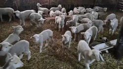 В хозяйстве Труновского округа на свет появились 1130 ягнят