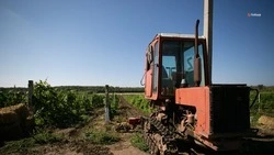 Виноградники на Ставрополье хорошо пережили холода