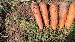 В 2022 году аграрии Ставрополья собрали почти 11 тыс. тонн моркови