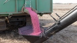 Аграрии Ставрополья засеяли горохом более 144 тыс. га полей