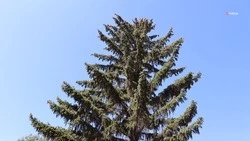 Минприроды края на каникулах усилит патрулирование лесов на Ставрополье