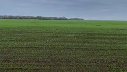 Состояние озимых на Ставрополье преимущественно хорошее — минсельхоз региона