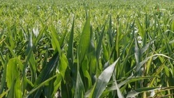 Второй урожай кукурузы собрали аграрии Ставрополья за сезон