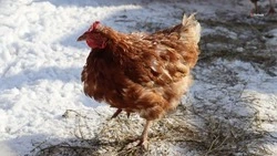 Ставрополец купил кур на средства соцконтракта 