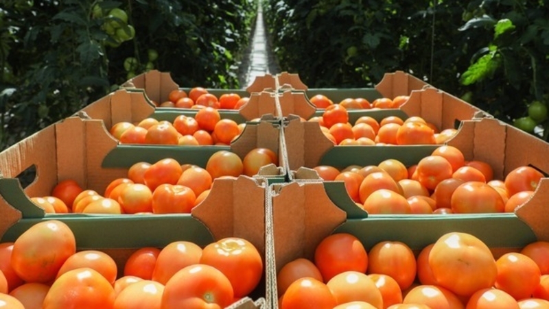 Урожай в строящемся тепличном комплексе на Ставрополье соберут этой весной
