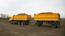 На Ставрополье собрали 1,5 млн тонн сахарной свёклы