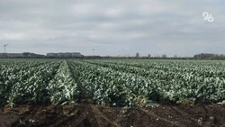 Развитие мелиорации позволит увеличить экспорт ставропольской продукции
