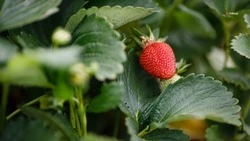 Площади ягодников нарастят на Ставрополье на 10,8 га