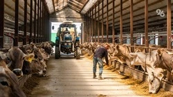 Объёмы страхования сельхозживотных на Ставрополье выросли в 1,5 раза