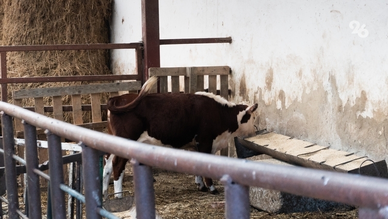 Начинающие фермеры Ставрополья получат более 32 млн рублей господдержки