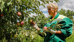 В 2022 году в Труновском округе заложат ещё 107 гектаров яблоневых садов