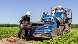 Дополнительные меры поддержки овощеводов разработают на Ставрополье