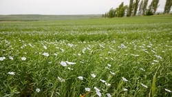 Меры по предупреждению деградации почв применяют на Ставрополье