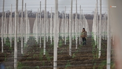 Ещё 250 га садов и 120 га питомников заложат на Ставрополье