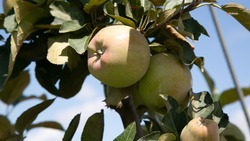 Свыше 87 тыс. тонн плодово-ягодной продукции собрали на Ставрополье