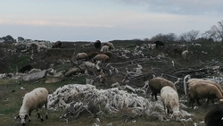 На Ставрополье ликвидируют три стихийные свалки