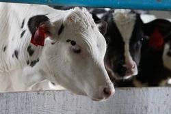 Зимовка скота на Ставрополье проходит в штатном режиме