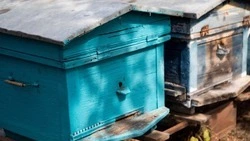 Соцконтракт помог ставропольцу развить медовый бизнес