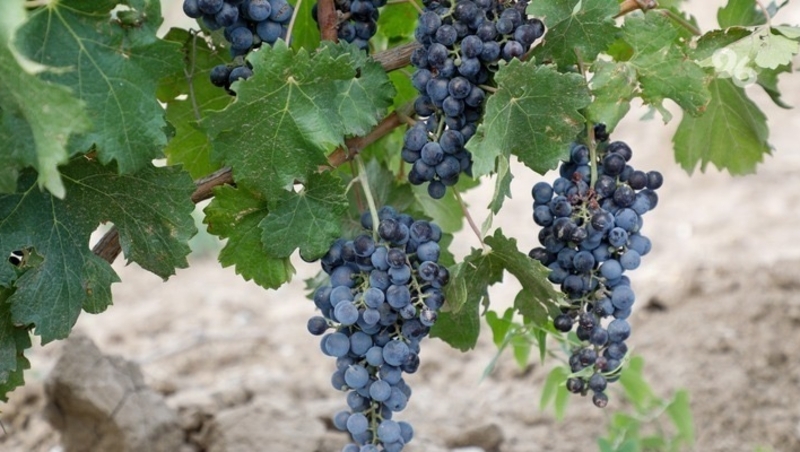 Виноградарям Ставрополья выделили около 40 млн господдержки на приобретение техники