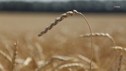 На Ставрополье перед севом проверят более 365 тысяч тонн зерновых культур