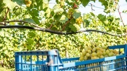 План по уборке винограда выполнили на Ставрополье на 70%