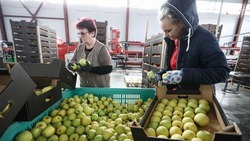 Предприятие из Труновского округа Ставрополья обеспечит россиян яблоками в условиях санкций