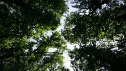 Сезонные работы по защите лесов от пожаров стартовали на Ставрополье