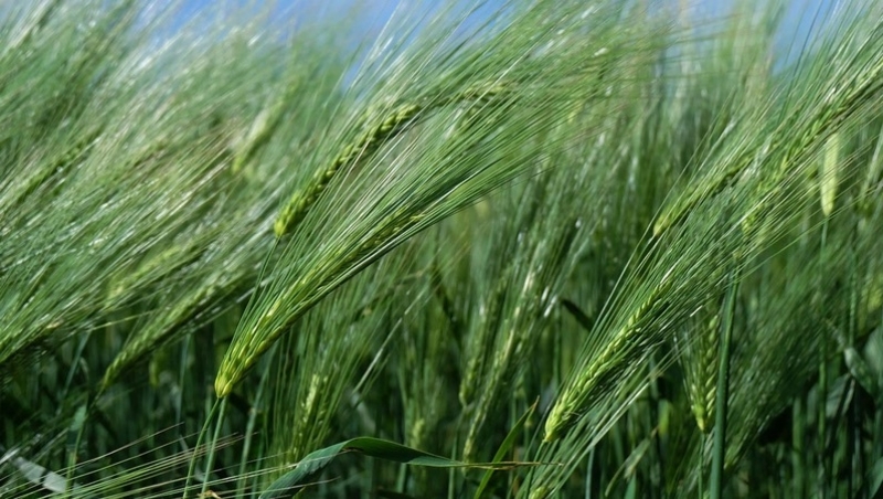 На Ставрополье сохранили прошлогодние объёмы посевных площадей