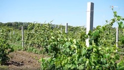 Садоводы Ставрополья получат новую меру поддержки 