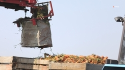 На Ставрополье завершается уборка овощей «борщевого набора»