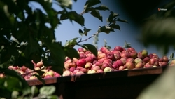 Свыше 74 тыс. тонн яблок единовременно могут хранить на Ставрополье